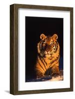 Tiger (Panthera Tigris) Reclining in Snow at Sunset, Captive, Range- Asia Enangered Species-Lynn M^ Stone-Framed Photographic Print