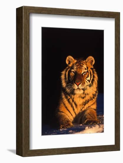 Tiger (Panthera Tigris) Reclining in Snow at Sunset, Captive, Range- Asia Enangered Species-Lynn M^ Stone-Framed Photographic Print