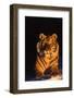 Tiger (Panthera Tigris) Reclining in Snow at Sunset, Captive, Range- Asia Enangered Species-Lynn M^ Stone-Framed Photographic Print