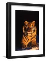 Tiger (Panthera Tigris) Reclining in Snow at Sunset, Captive, Range- Asia Enangered Species-Lynn M^ Stone-Framed Photographic Print