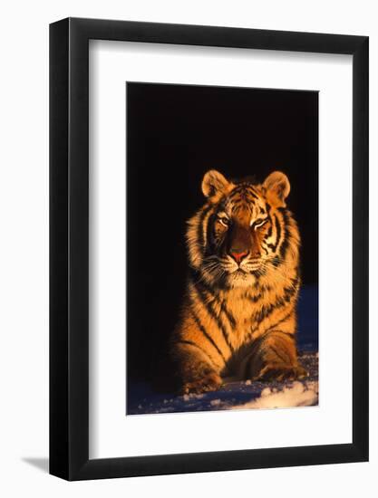 Tiger (Panthera Tigris) Reclining in Snow at Sunset, Captive, Range- Asia Enangered Species-Lynn M^ Stone-Framed Photographic Print