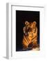 Tiger (Panthera Tigris) Reclining in Snow at Sunset, Captive, Range- Asia Enangered Species-Lynn M^ Stone-Framed Photographic Print