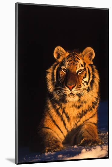 Tiger (Panthera Tigris) Reclining in Snow at Sunset, Captive, Range- Asia Enangered Species-Lynn M^ Stone-Mounted Photographic Print