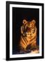 Tiger (Panthera Tigris) Reclining in Snow at Sunset, Captive, Range- Asia Enangered Species-Lynn M^ Stone-Framed Photographic Print