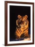 Tiger (Panthera Tigris) Reclining in Snow at Sunset, Captive, Range- Asia Enangered Species-Lynn M^ Stone-Framed Photographic Print
