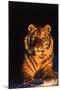 Tiger (Panthera Tigris) Reclining in Snow at Sunset, Captive, Range- Asia Enangered Species-Lynn M^ Stone-Mounted Photographic Print