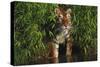 Tiger (Panthera Tigris) Stepping from Bamboo Thicket into Pond (Captive) Endangered Species-Lynn M^ Stone-Stretched Canvas