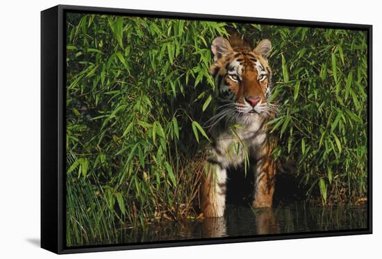 Tiger (Panthera Tigris) Stepping from Bamboo Thicket into Pond (Captive) Endangered Species-Lynn M^ Stone-Framed Stretched Canvas