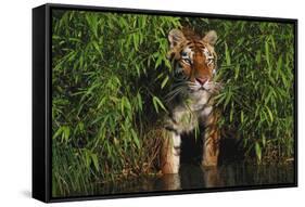 Tiger (Panthera Tigris) Stepping from Bamboo Thicket into Pond (Captive) Endangered Species-Lynn M^ Stone-Framed Stretched Canvas