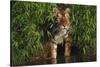Tiger (Panthera Tigris) Stepping from Bamboo Thicket into Pond (Captive) Endangered Species-Lynn M^ Stone-Stretched Canvas