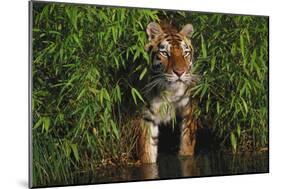 Tiger (Panthera Tigris) Stepping from Bamboo Thicket into Pond (Captive) Endangered Species-Lynn M^ Stone-Mounted Photographic Print