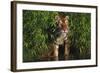 Tiger (Panthera Tigris) Stepping from Bamboo Thicket into Pond (Captive) Endangered Species-Lynn M^ Stone-Framed Photographic Print
