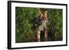 Tiger (Panthera Tigris) Stepping from Bamboo Thicket into Pond (Captive) Endangered Species-Lynn M^ Stone-Framed Photographic Print