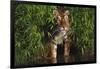 Tiger (Panthera Tigris) Stepping from Bamboo Thicket into Pond (Captive) Endangered Species-Lynn M^ Stone-Framed Photographic Print