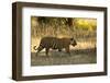 Tiger (Panthera Tigris Tigris), Male Portrait, Bandhavgarh, India, February 2013-Danny Green-Framed Photographic Print