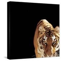 Tiger (Panthera Tigris)-Ryan Mcvay-Stretched Canvas