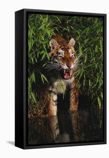 Tiger (Panthera Tigris)-Lynn M^ Stone-Framed Stretched Canvas