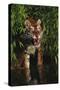 Tiger (Panthera Tigris)-Lynn M^ Stone-Stretched Canvas