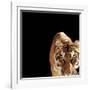 Tiger (Panthera Tigris)-Ryan Mcvay-Framed Photographic Print