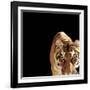 Tiger (Panthera Tigris)-Ryan Mcvay-Framed Photographic Print