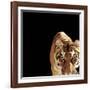 Tiger (Panthera Tigris)-Ryan Mcvay-Framed Photographic Print