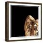 Tiger (Panthera Tigris)-Ryan Mcvay-Framed Photographic Print