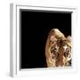 Tiger (Panthera Tigris)-Ryan Mcvay-Framed Photographic Print