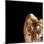 Tiger (Panthera Tigris)-Ryan Mcvay-Mounted Photographic Print