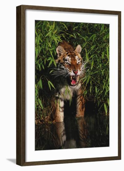 Tiger (Panthera Tigris)-Lynn M^ Stone-Framed Photographic Print