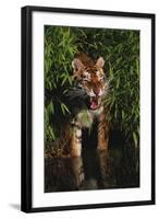 Tiger (Panthera Tigris)-Lynn M^ Stone-Framed Photographic Print