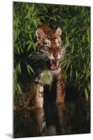 Tiger (Panthera Tigris)-Lynn M^ Stone-Mounted Photographic Print