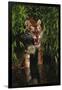 Tiger (Panthera Tigris)-Lynn M^ Stone-Framed Photographic Print