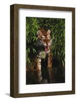 Tiger (Panthera Tigris)-Lynn M^ Stone-Framed Photographic Print