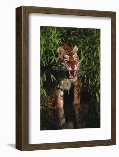 Tiger (Panthera Tigris)-Lynn M^ Stone-Framed Photographic Print