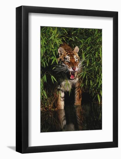 Tiger (Panthera Tigris)-Lynn M^ Stone-Framed Photographic Print