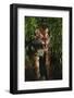 Tiger (Panthera Tigris)-Lynn M^ Stone-Framed Photographic Print