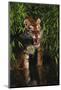 Tiger (Panthera Tigris)-Lynn M^ Stone-Mounted Photographic Print