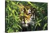 Tiger Peering Through Screen of Bamboo Leaves (Captive Animal)-Lynn M^ Stone-Stretched Canvas