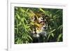 Tiger Peering Through Screen of Bamboo Leaves (Captive Animal)-Lynn M^ Stone-Framed Photographic Print