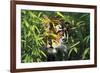 Tiger Peering Through Screen of Bamboo Leaves (Captive Animal)-Lynn M^ Stone-Framed Photographic Print