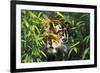 Tiger Peering Through Screen of Bamboo Leaves (Captive Animal)-Lynn M^ Stone-Framed Photographic Print