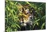 Tiger Peering Through Screen of Bamboo Leaves (Captive Animal)-Lynn M^ Stone-Mounted Photographic Print