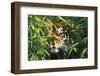 Tiger Peering Through Screen of Bamboo Leaves (Captive Animal)-Lynn M^ Stone-Framed Photographic Print