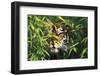 Tiger Peering Through Screen of Bamboo Leaves (Captive Animal)-Lynn M^ Stone-Framed Photographic Print