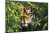Tiger Peering Through Screen of Bamboo Leaves (Captive Animal)-Lynn M^ Stone-Mounted Photographic Print