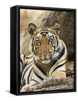 Tiger Portrait Bandhavgarh National Park, India 2007-Tony Heald-Framed Stretched Canvas