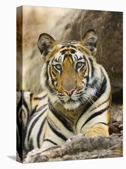 Tiger Portrait Bandhavgarh National Park, India 2007-Tony Heald-Stretched Canvas