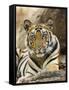 Tiger Portrait Bandhavgarh National Park, India 2007-Tony Heald-Framed Stretched Canvas