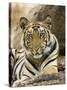 Tiger Portrait Bandhavgarh National Park, India 2007-Tony Heald-Stretched Canvas