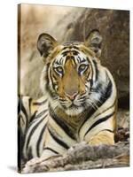 Tiger Portrait Bandhavgarh National Park, India 2007-Tony Heald-Stretched Canvas